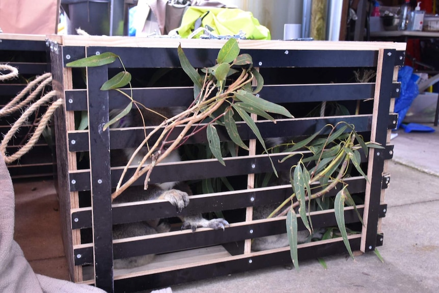 A koala inside a crate with some gum leaves sticking out.