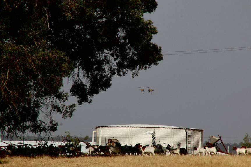 Helicopters flying over a rural property