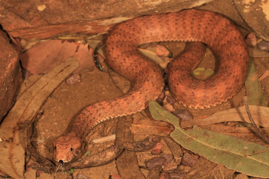 A new species of Kimberley death adder discovered in WA