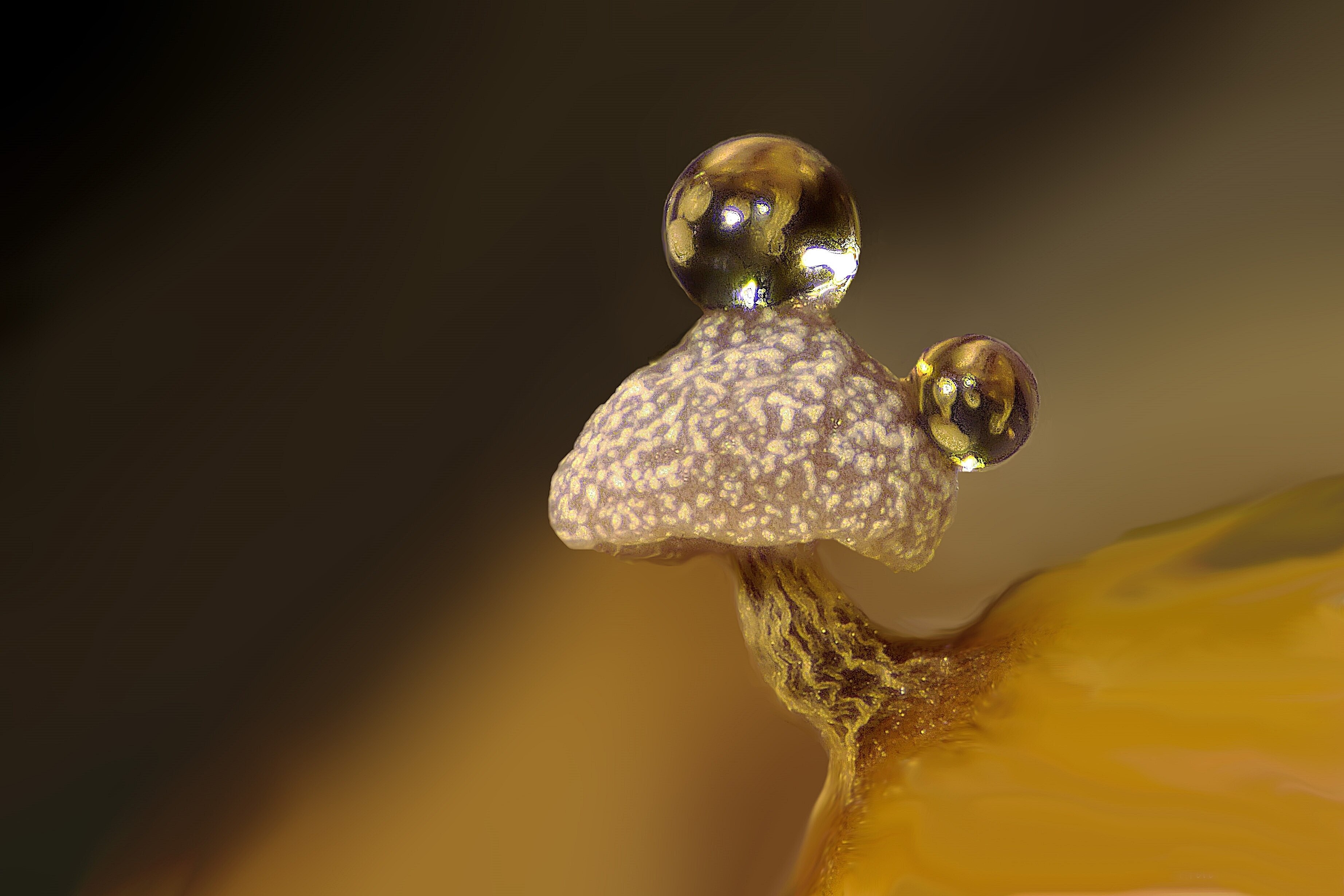 Slime mould on a rotten twig with water droplets