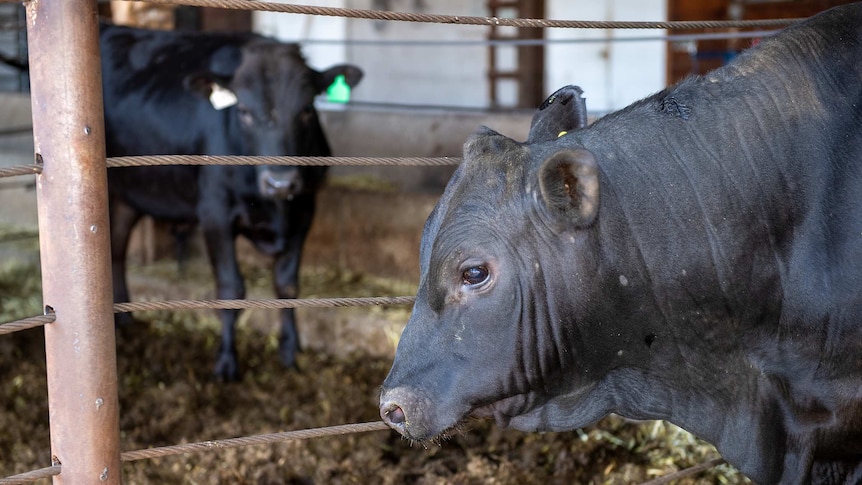 Two bulls separated by a fence in an animal enclosure.