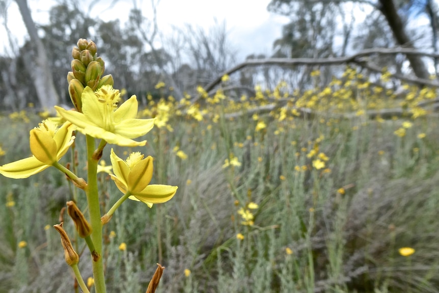 Yellow flower in national park