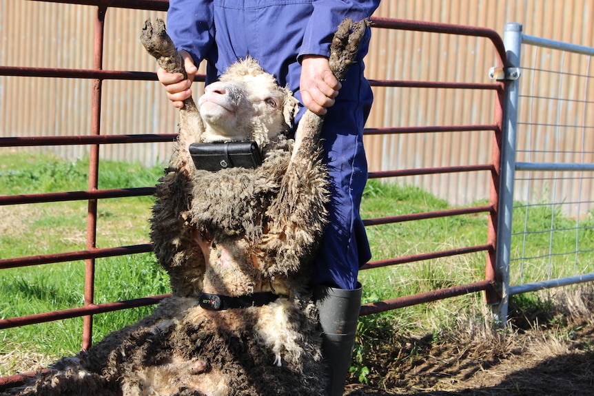 Sheep front legs held up by a person in blue, sheep wearing heart rate monitor around neck and waist