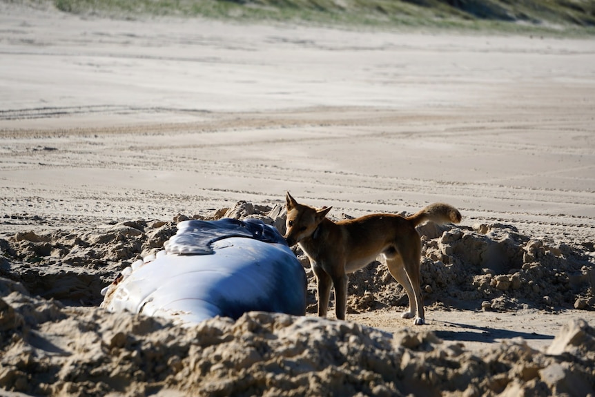 Dingo eats small whale washed up on the sand
