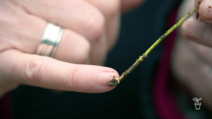 Finger pointing to end of a plant stem