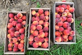 Peaches in wooden boxes