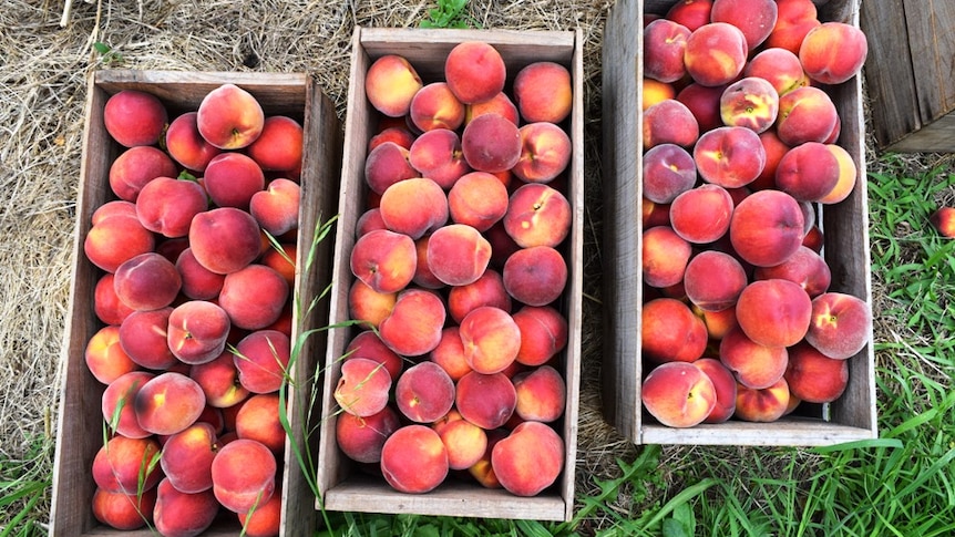 Peaches in wooden boxes