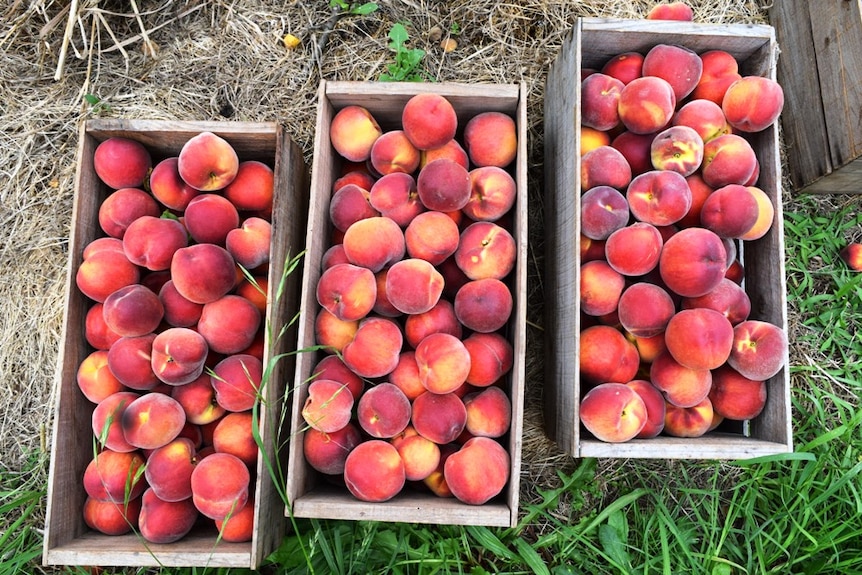 Peaches in wooden boxes