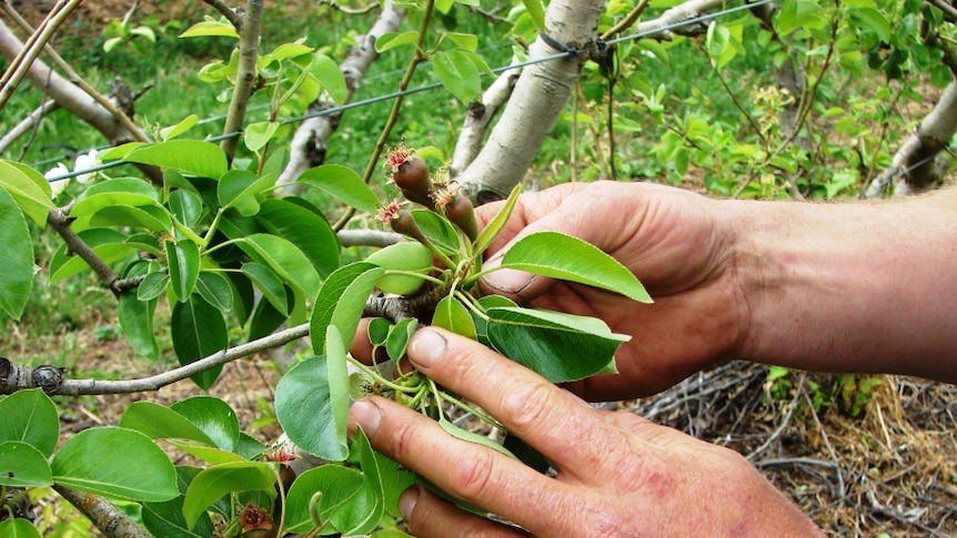 Emerging pears at a Goulburn Valley orchard, in Victoria's north-east.