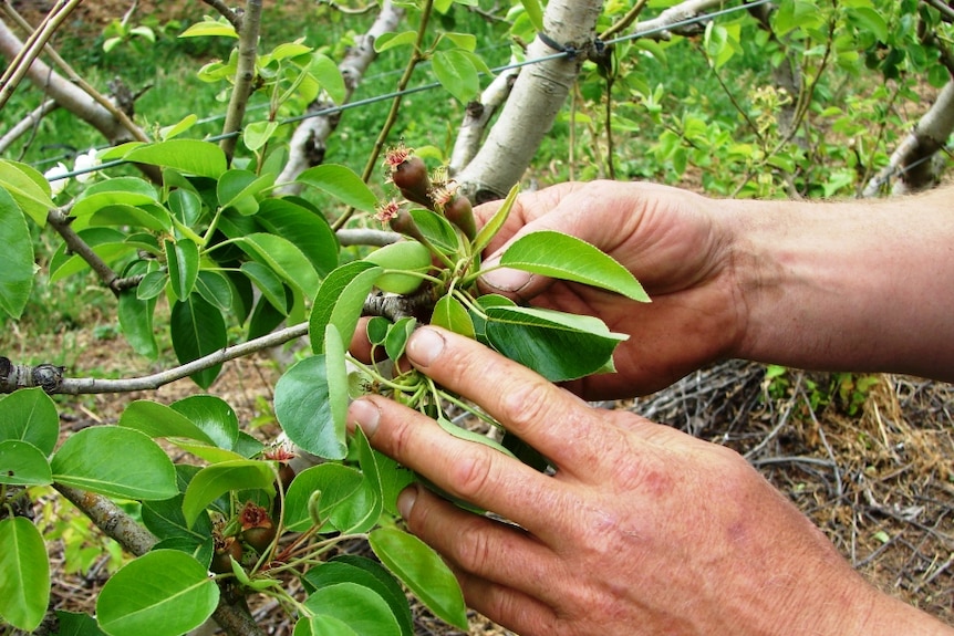 Emerging pears at a Goulburn Valley orchard, in Victoria's north-east.
