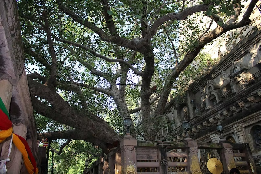 An image of a sacred fig in India’s Mahabodhi Temple