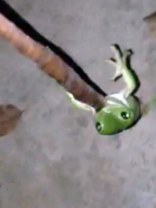 The green tree frog did not let go of the snake
