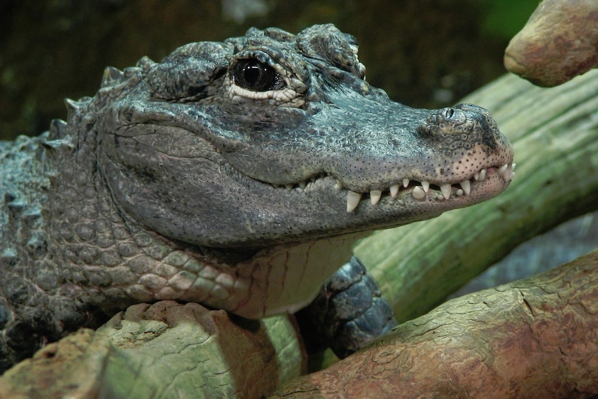 Chinese alligator