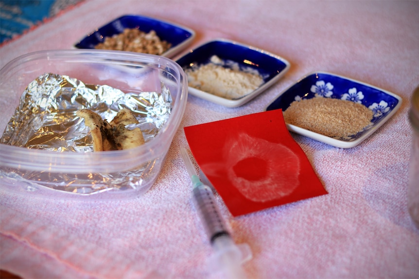 A ghost fungus mushroom sits alongside other materials used to cultivate the fungus.