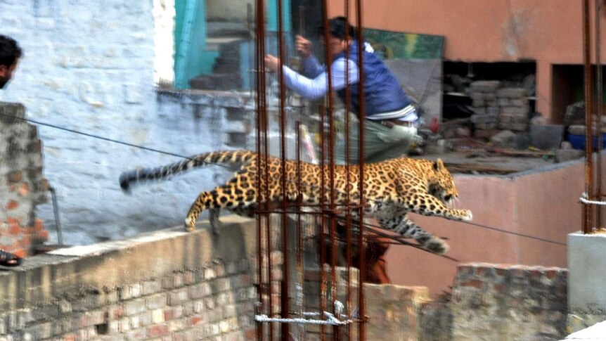Leopard terrorises Meerut, India