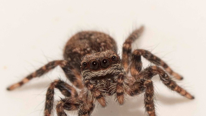 A mother was shocked to find that her 4WD may have been the reason a spider ended up in her son's backpack.