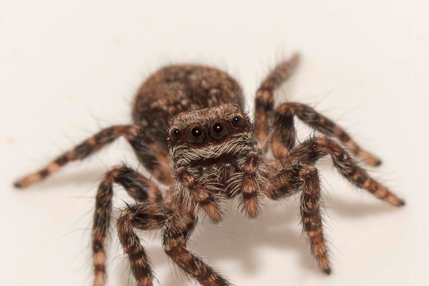 Watching you, watching me - a close up of small spider