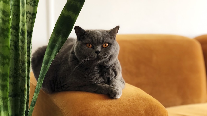 A grey cat with amber eyes sits on a burnt orange couch next to a mother in law's tongue plant. She looks to the camera.