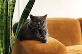 A grey cat with amber eyes sits on a burnt orange couch next to a mother in law's tongue plant. She looks to the camera.