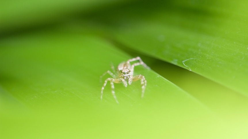 Between bright green leaves, a tiny spider with lots of eyes lurks ready to spring on prey.