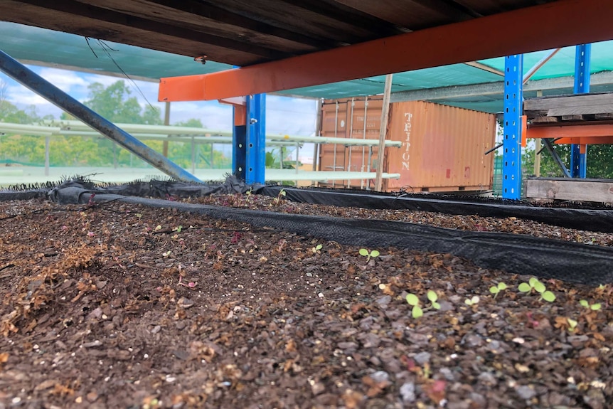 Seedlings sprouting out of the soil in an upside down pallet in Peter Anderson's DIY vertical farming project