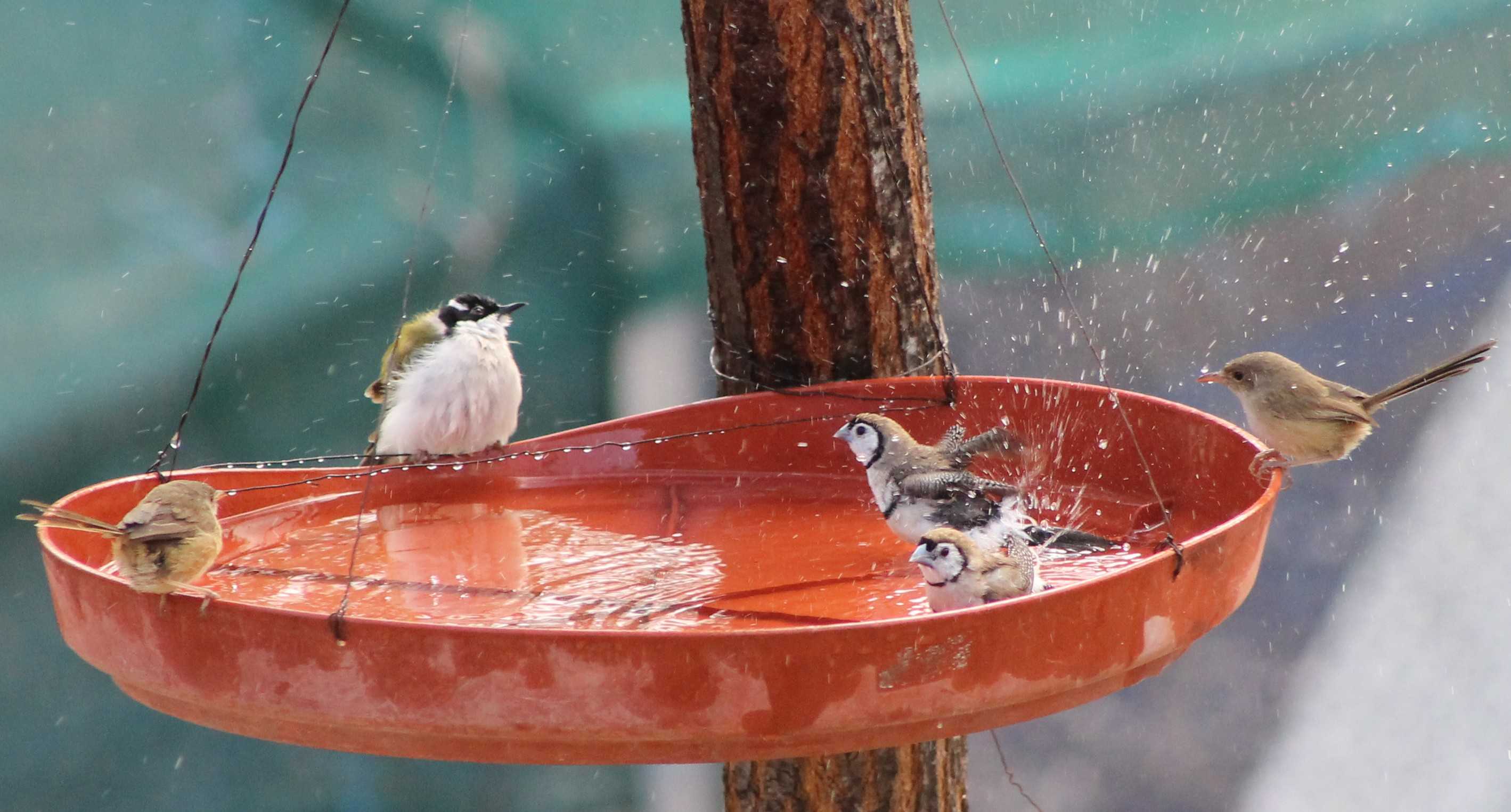 Several birds splash and play in a red water basin hanging from a tree.