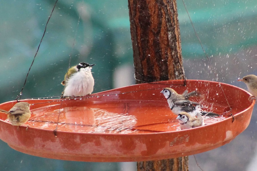 Several birds splash and play in a red water basin hanging from a tree.