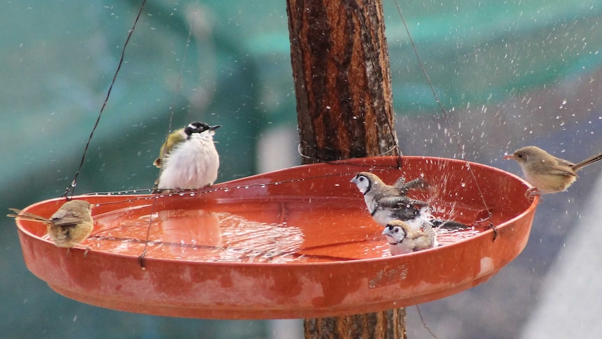 Several birds splash and play in a red water basin hanging from a tree.