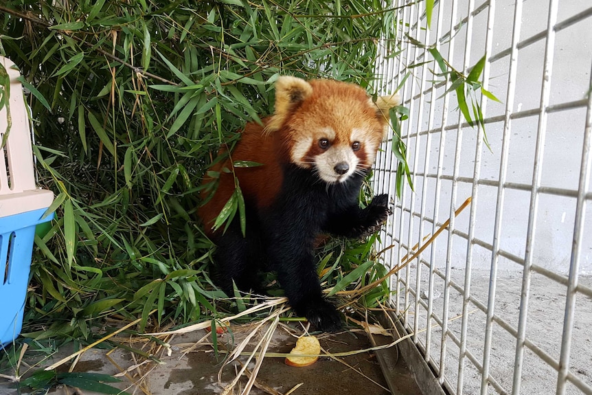 Red Panda in quarantine cage