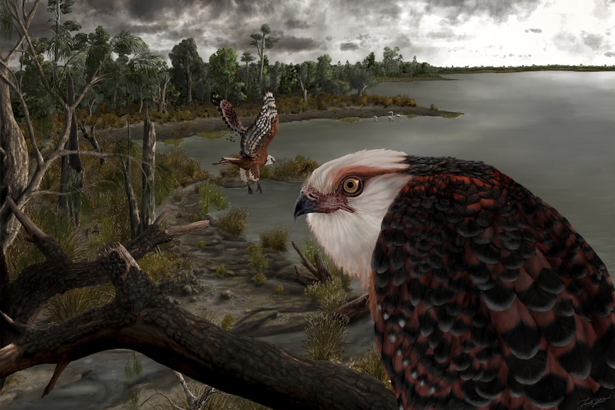 Illustration of a perched eagle close up and another flying