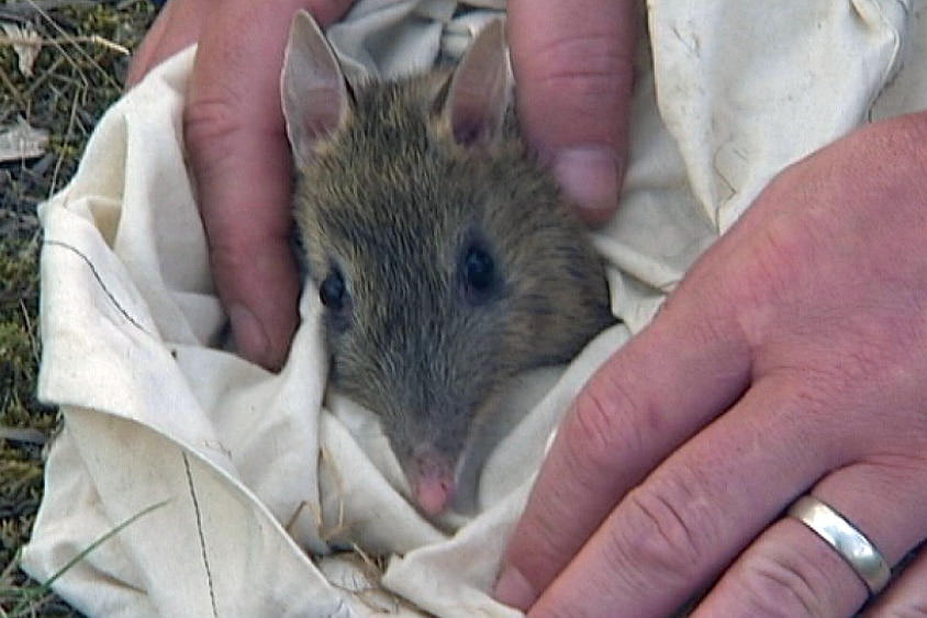 Eastern barred bandicoot in a bag