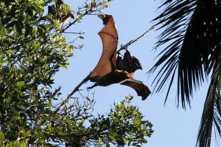 A close up of a grey-headed flying fox, mid-flight, against a clear blue sky and foliage