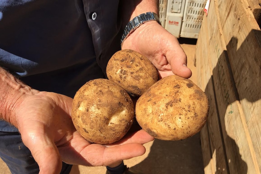 A close up photo of 3 dirty potatoes, fresh out of the ground being held in a man's hands   