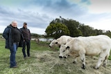 Nathalie Hardy and Jonathan Hurst Hurst standing in the paddock with their British White Cattle.