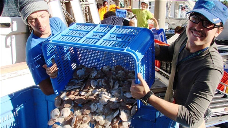 Italian backpackers Maurizio and Michele unloading scallops in Bowen Harbour in 2012