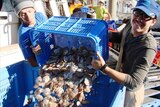 Italian backpackers Maurizio and Michele unloading scallops in Bowen Harbour in 2012