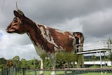 The Big Cow at Kulangoor in the hinterland of the Sunshine Coast is closed and fallen into disrepair.