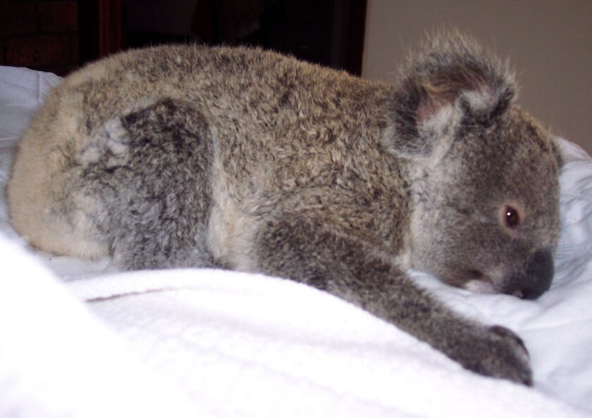 Koala killer may hurt humans, expert says - ABC News