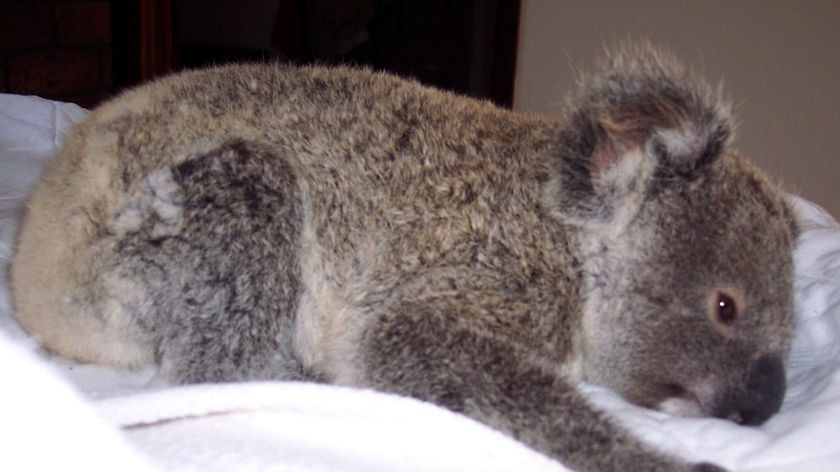 A koala joey lies on a pillow after being shot by a slug gun