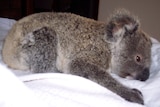 A koala joey lies on a pillow after being shot by a slug gun
