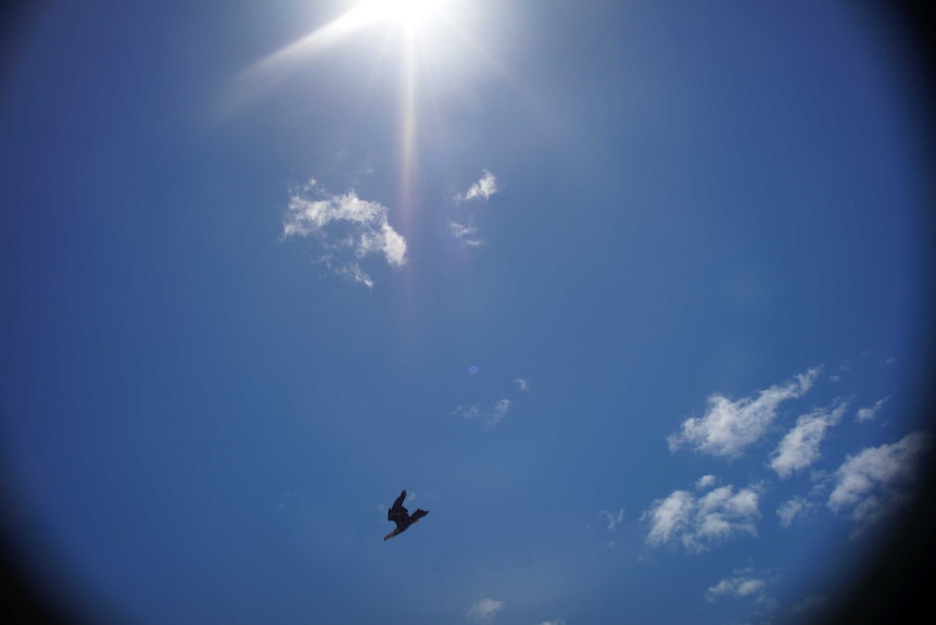 Wedge-tailed eagle attacks drone