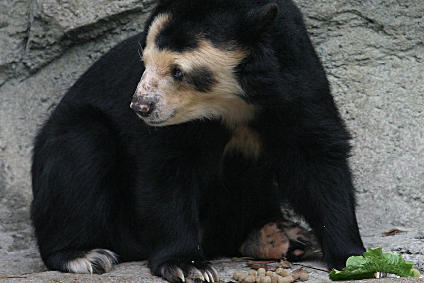 A spectacled bear in Houston Zoo