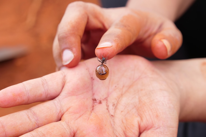 a ant fat with honey hanging from a finger 
