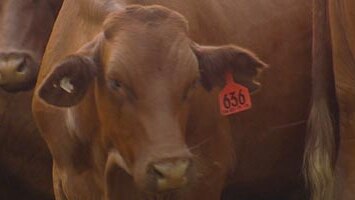 Cattle farmers looking for feed alternatives