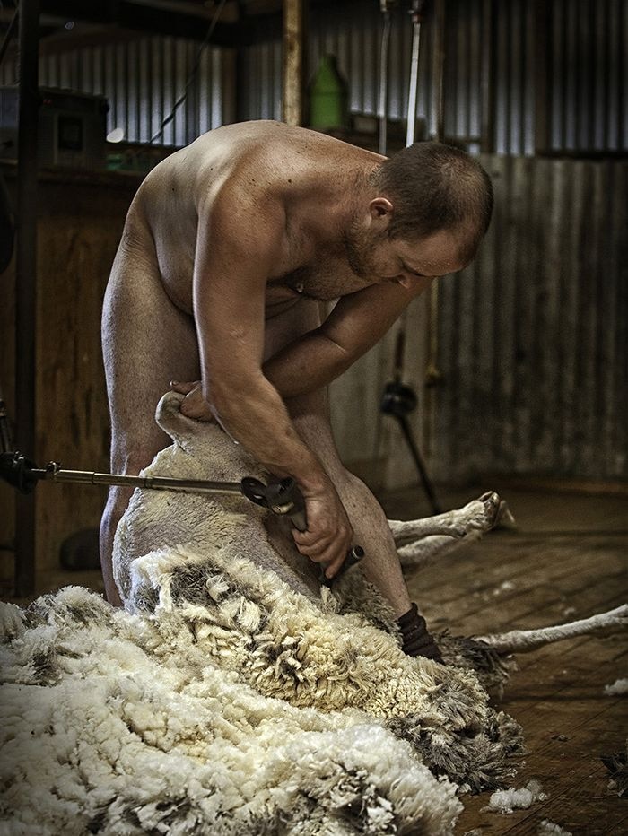 The naked shearer