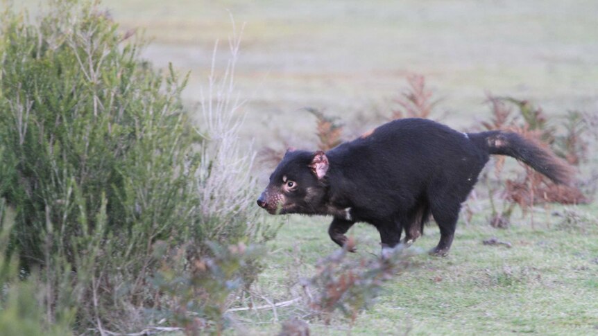 Tasmanian devil heads for bushes in Narawntapu National Park.