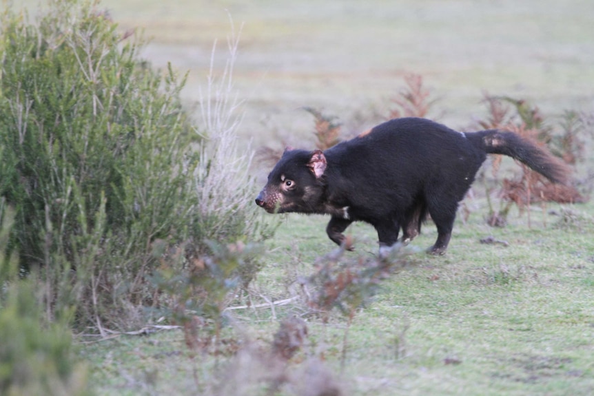 Tasmanian devil heads for bushes in Narawntapu National Park.