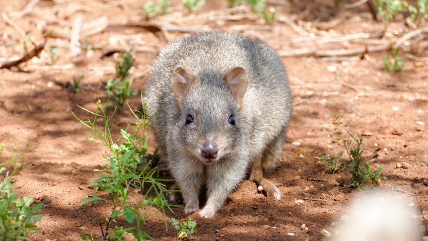 A woylie or brush-tailed bettong