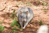 A woylie or brush-tailed bettong