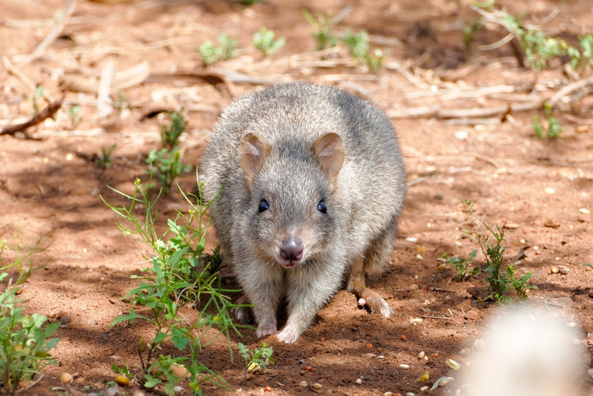 A small marsupial called a brush-tailed bettong.